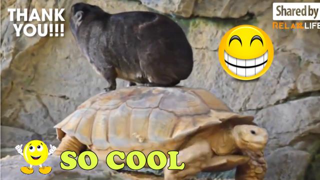 Cute Tortoise And Turtle
