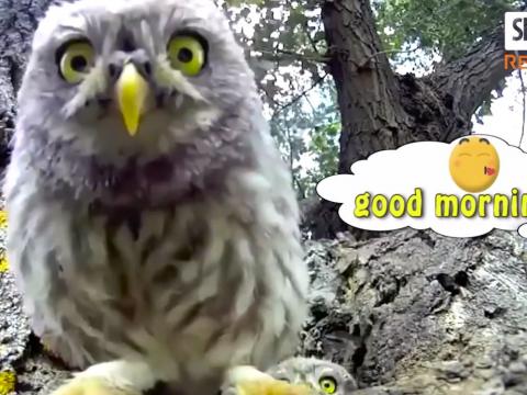 Lovely Owl