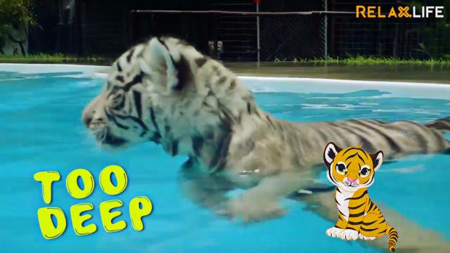 Must-see swimming animals. It's funny and cutie at the same time.