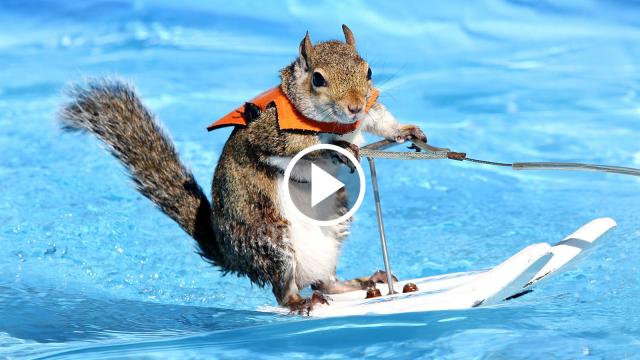 A Squirrel Story
