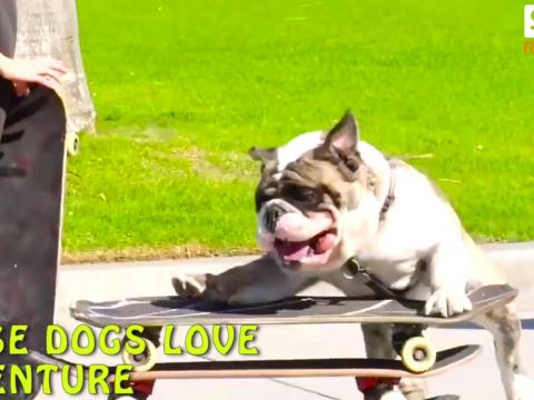 Ultimate Skateboarding Dogs Compilation