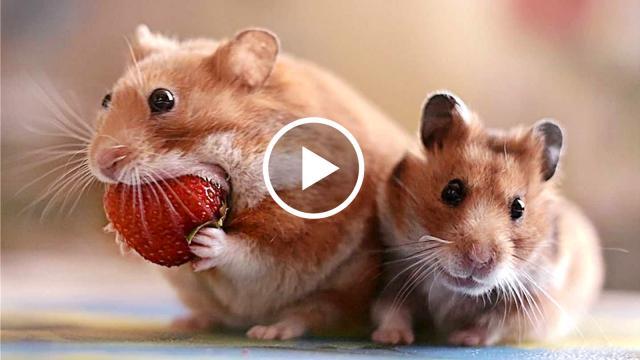 What A Cute Greedy Hamster!