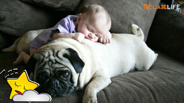 Baby falls asleep beside a becgie dog