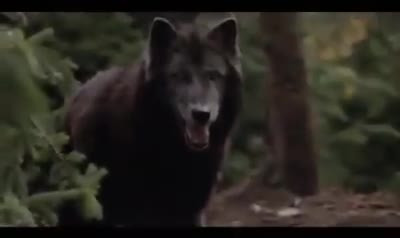A brave dog fights with wolf to save leopard cubs