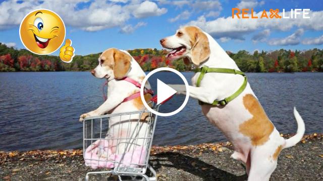 Dog mother and her child go for a walk.