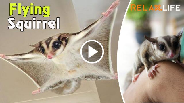 Do you know the squirrel could fly?