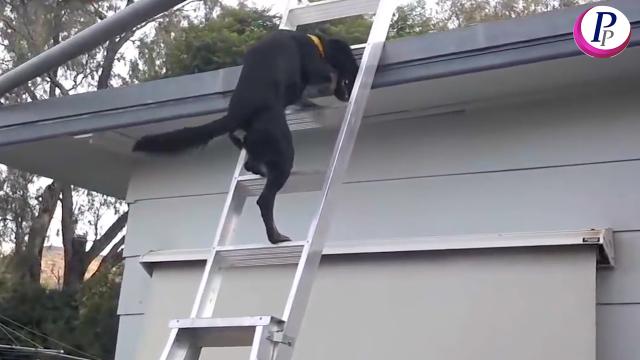 CUTE DOGS COMPILATION