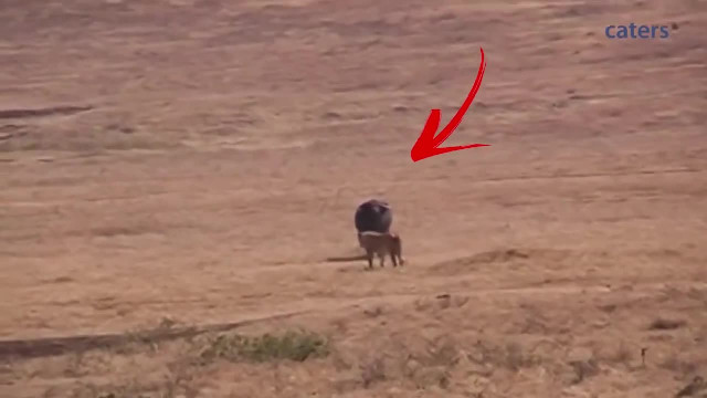 Dramatic moment brave buffalo charged 3 lions to save a young calf