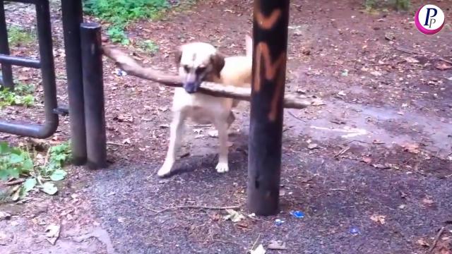 FUNNY DOGS