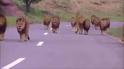 Kings of jungle