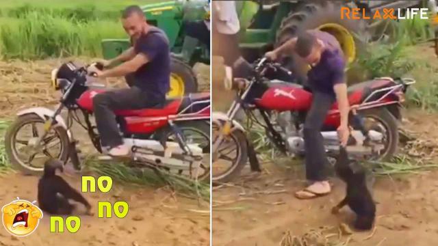 A monkey acts like a baby when his father don't allow him go toghether