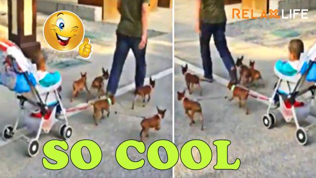 An oustanding job for all the dog team