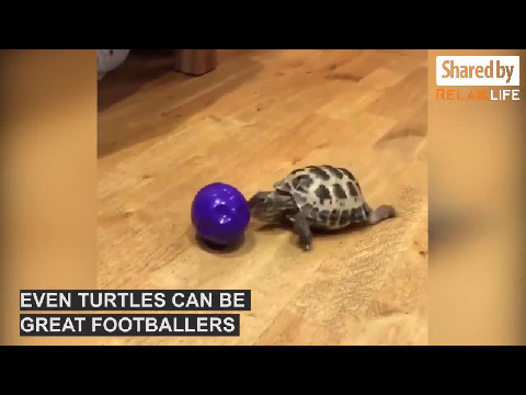 Do You Believe That Turtle Can Be A Footballer?