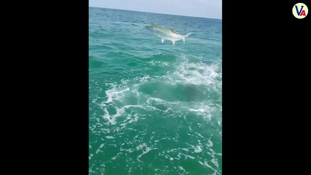 Interesting fishing