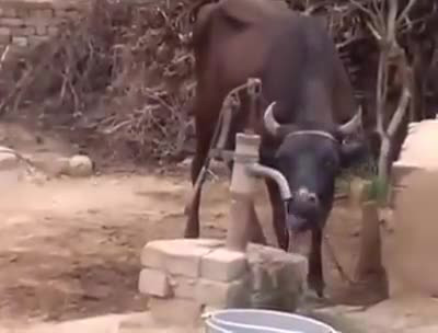 This cow is very smart