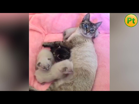 CUTE KITTEN