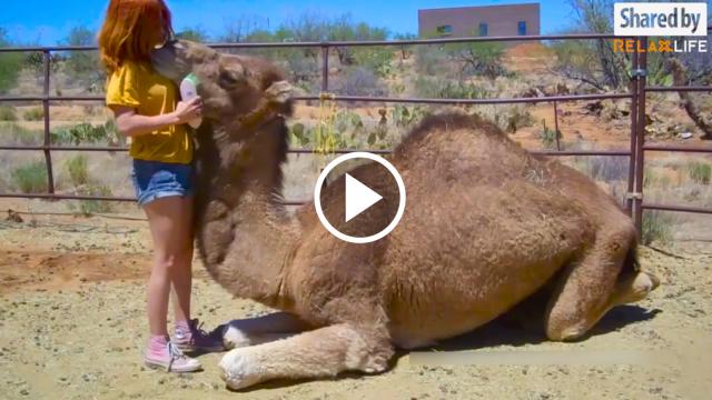 Best Examples Of Unconditional Love Between Human and Animals