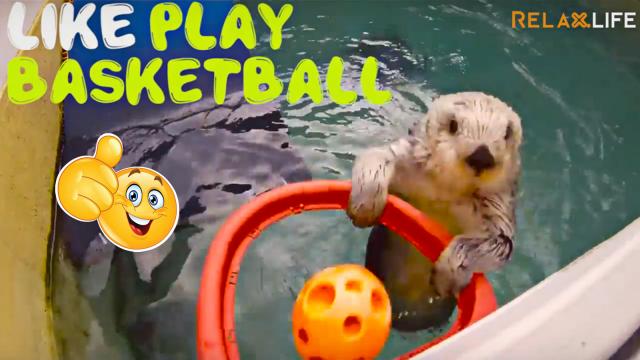 Cutie sea otter is having fun.