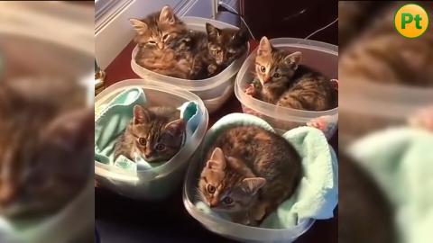 CUTE KITTEN