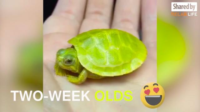 Ever seen these green turtles?