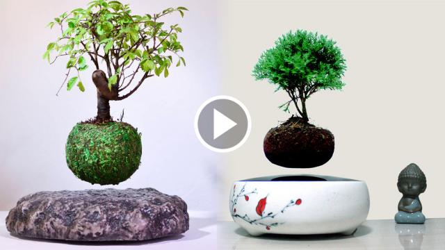 What if you can bring the Earth into your room? Courtesy of Honshinchu Air Bonsai