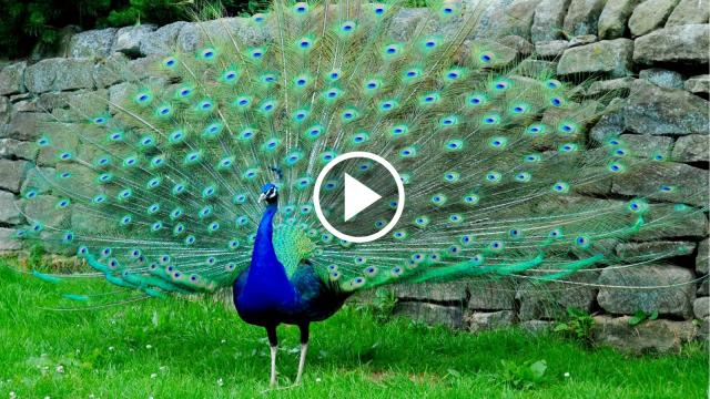 Khoảnh khắc tuyệt đẹp xoè lông múa gọi bạn tình của chim công