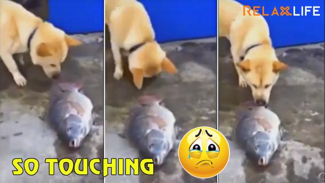 A dog tries his best to save all fishes's life