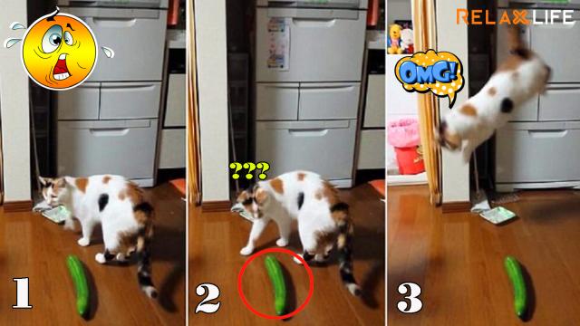 Cucumber could make a cat scare
