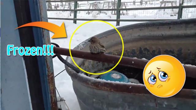 A man save a finch's life by his breath