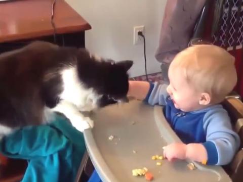 An Endless Story Between Baby and Cat