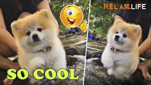 A beautiful dog looks like as a teddy bear