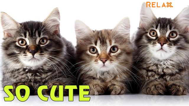 How to get all the cats queue up in line quikly?