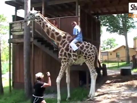 It Isn't Easy To Ride Animals At All