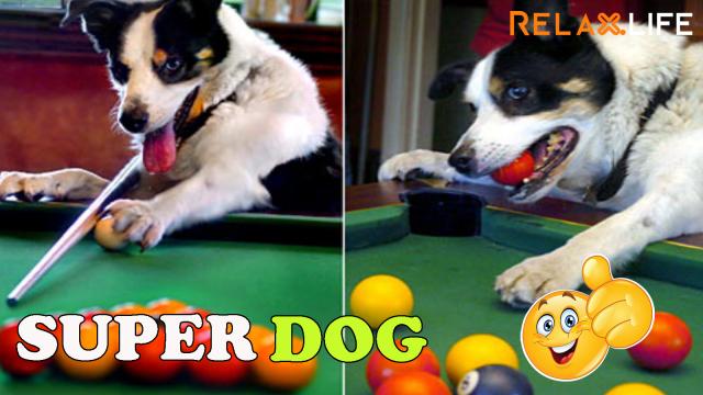A dog plays billards as a professial