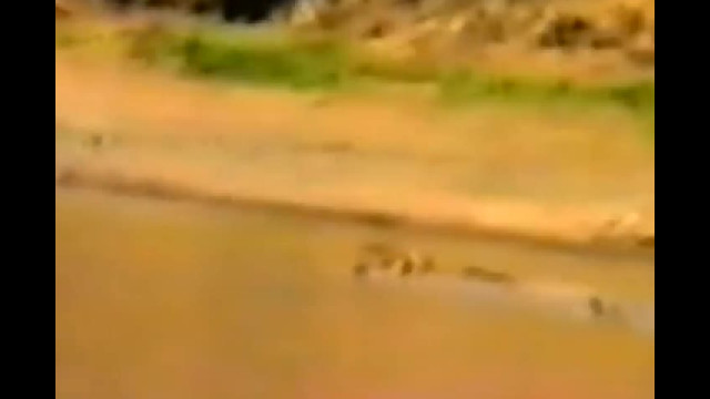 Animals Saving Other from Drowning