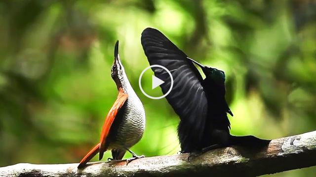 Funny birds dance in flow
