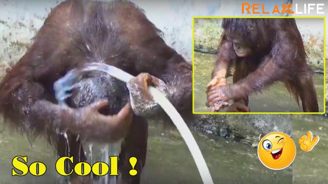 Gorilla do know how to take a shower