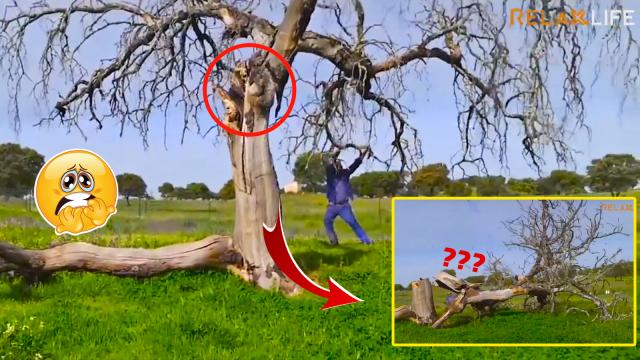 Hilarious tree cutting fails.