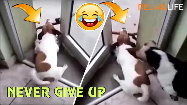 Little dog try his best to bring a branch of tree through small door
