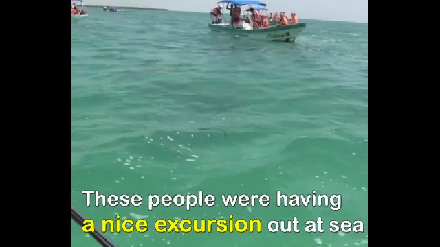 Dolphin took the wrong measure and jumped into these people's boat