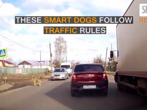 Even A Dog Also Follows Traffic Rules