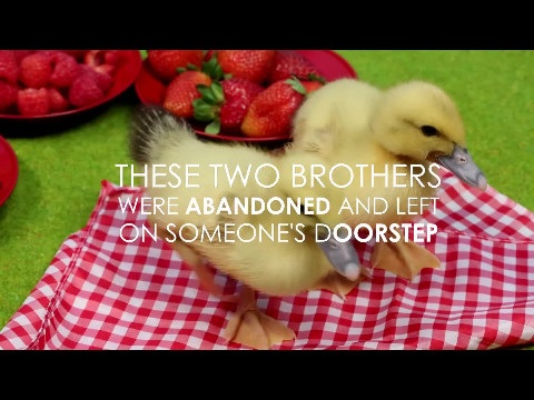 This Rescue Dog Adopted Two Abandoned Ducklings