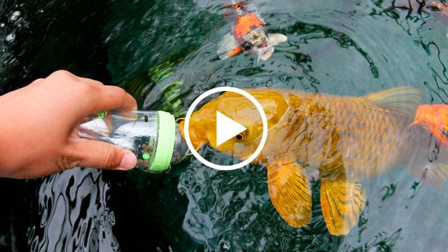Being a friend with these fishes is a very easy thing.