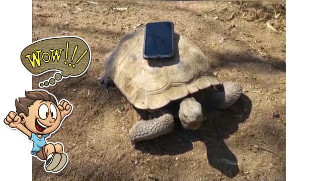 Turtle dances with the music.