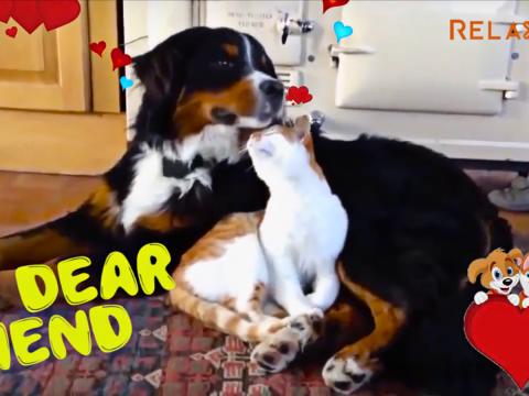 So adorable! Awesome friendship