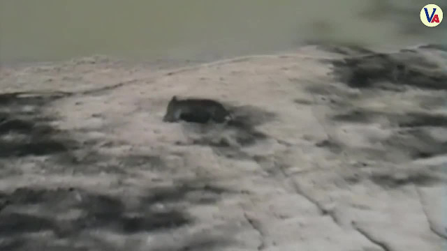 Pigs Are Awesome