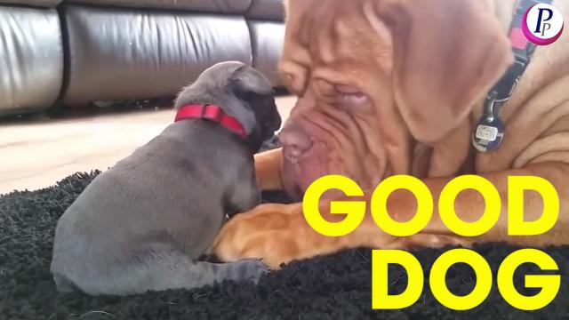SMART DOGS