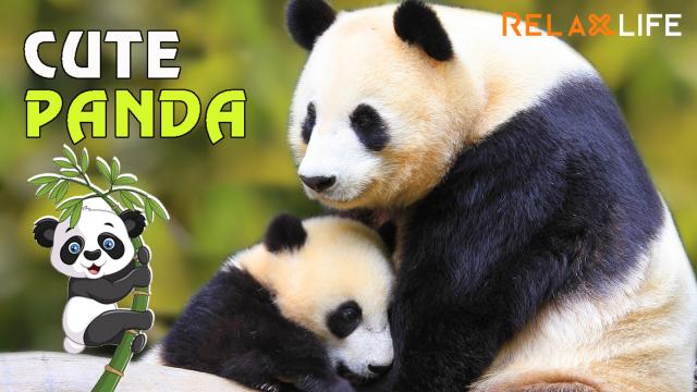 Cute panda acts like a baby