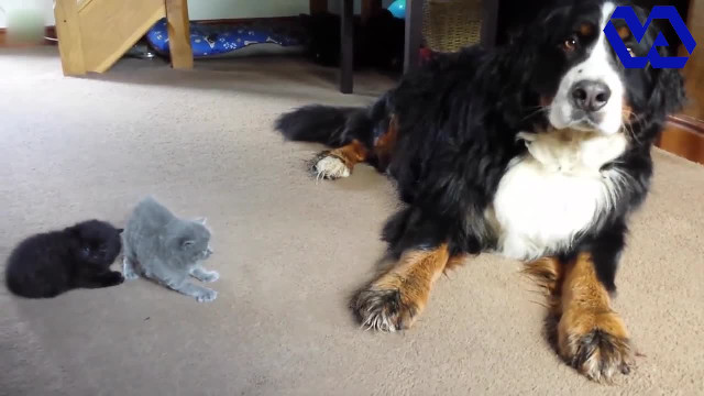 Dogs Meeting Kittens for the First Time Compilation
