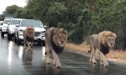 Đàn sư tử ngang nhiên chắn dàn xe ô tô